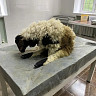 Ветеринары спасли от гибели барана с «шерстяными камнями» в желудке 
